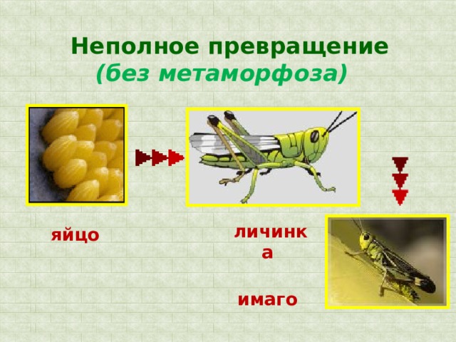 Полное и неполное превращение презентация