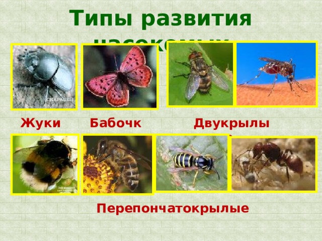 Типы развития насекомых Двукрылые Бабочки Жуки Перепончатокрылые 