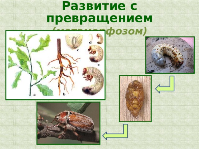 Развитие животных с превращением и без превращения 7 класс презентация