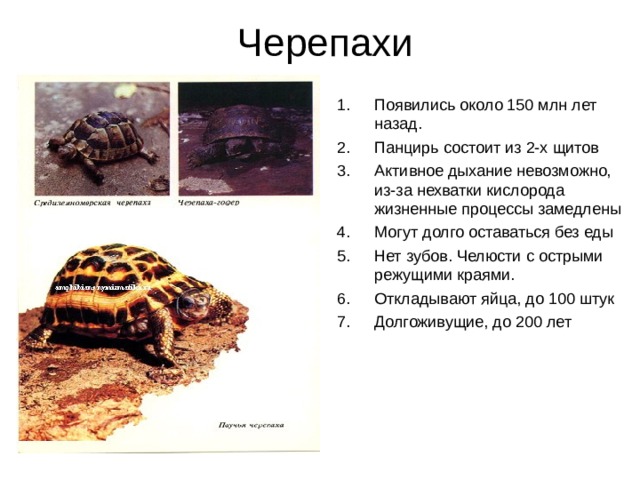 Класс рептилии презентация 7 класс