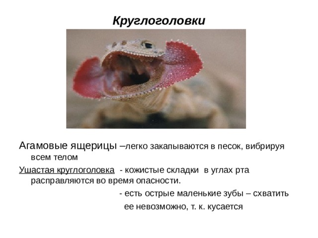 Круглоголовки Агамовые ящерицы – легко закапываются в песок, вибрируя всем телом Ушастая круглоголовка - кожистые складки в углах рта расправляются во время опасности.  - есть острые маленькие зубы – схватить  ее невозможно, т. к. кусается 