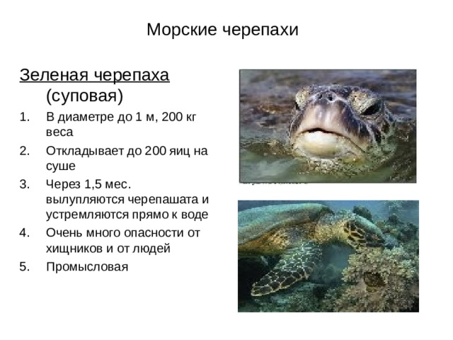 Морские черепахи Зеленая черепаха (суповая) В диаметре до 1 м, 200 кг веса Откладывает до 200 яиц на суше Через 1,5 мес. вылупляются черепашата и устремляются прямо к воде Очень много опасности от хищников и от людей Промысловая 