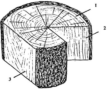 На рисунке подпишите слои на стволе спиленного дерева
