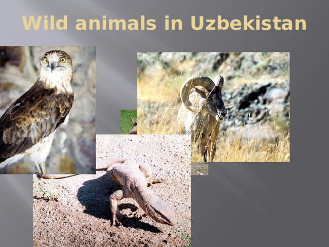 Wild animals in Uzbekistan 