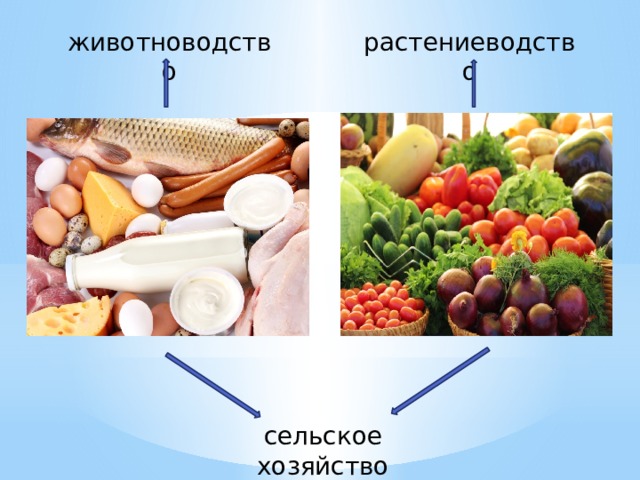 растениеводство животноводство сельское хозяйство