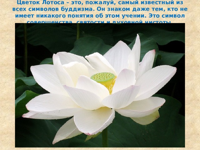 Цветок Лотоса – это, пожалуй, самый известный из всех символов буддизма. Он знаком даже тем, кто не имеет никакого понятия об этом учении. Это символ совершенства, святости и духовной чистоты.   