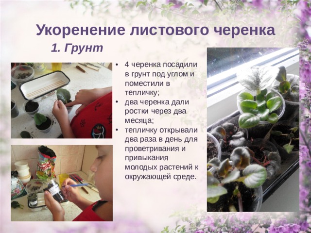 Вегетативное размножение фиалки проект