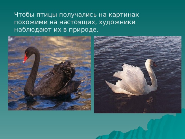 Чтобы птицы получались на картинах похожими на настоящих, художники наблюдают их в природе. 