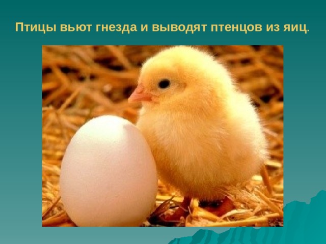 Птицы вьют гнезда и выводят птенцов из яиц . 