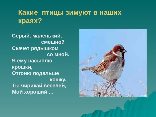 Какие птицы зимуют в наших краях? Серый, маленький,  смешной Скачет рядышком  со мной. Я ему насыплю крошки, Отгоню подальше  кошку. Ты чирикай веселей, Мой хороший … 