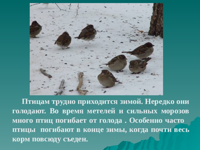  Птицам трудно приходится зимой. Нередко они голодают. Во время метелей и сильных морозов много птиц погибает от голода . Особенно часто птицы погибают в конце зимы, когда почти весь корм повсюду съеден.  