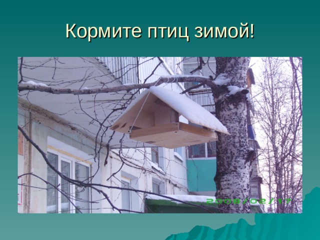 Кормите птиц зимой! 