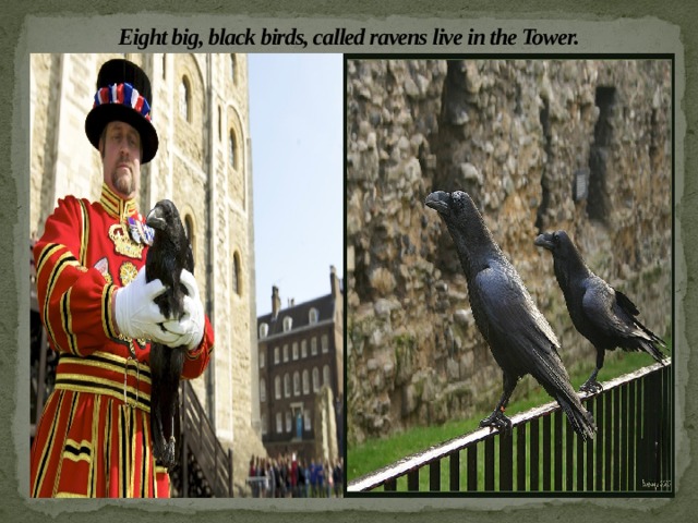 Eight big, black birds, called ravens live in the Tower. 