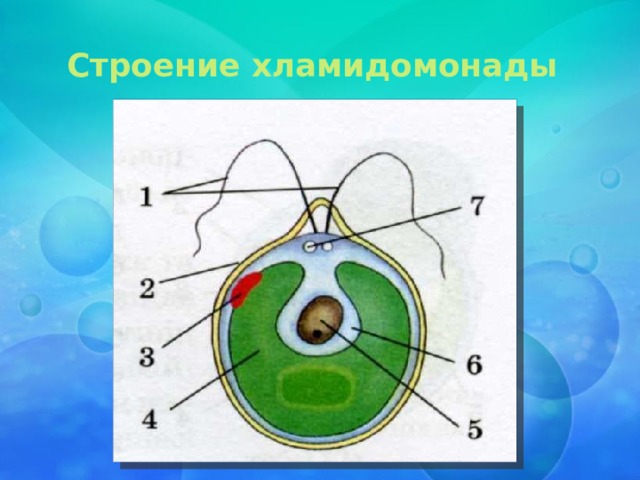 Строение хламидомонады рисунок без подписей