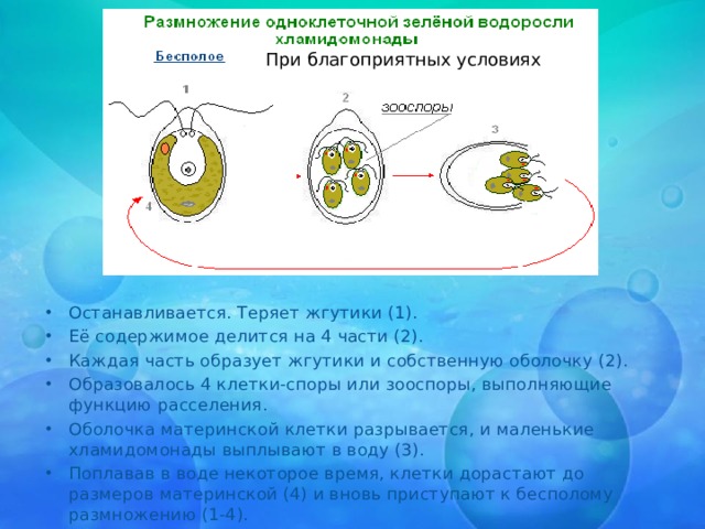 Зооспоры хламидомонады. Зооспоры у водорослей. Зооспоры ламинарии. Размножение при помощи зооспор.