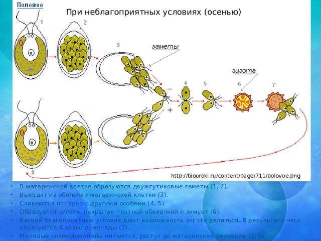 При неблагоприятных условиях (осенью) http://biouroki.ru/content/page/711/polovoe.png