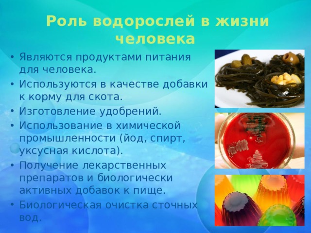   Роль водорослей в жизни человека