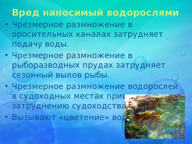 Вред наносимый водорослями