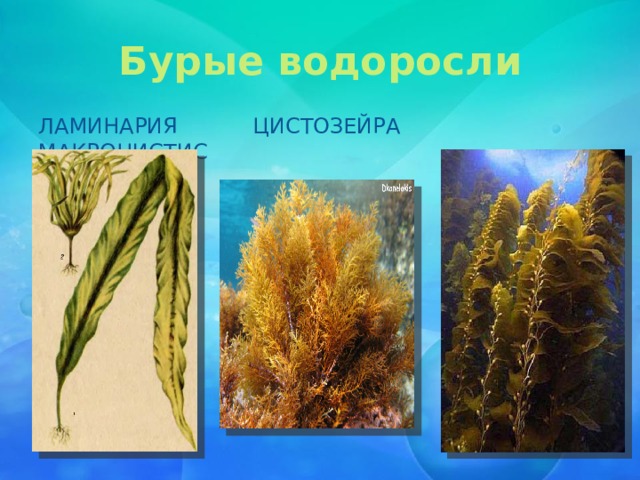 Бурые водоросли имеют корни