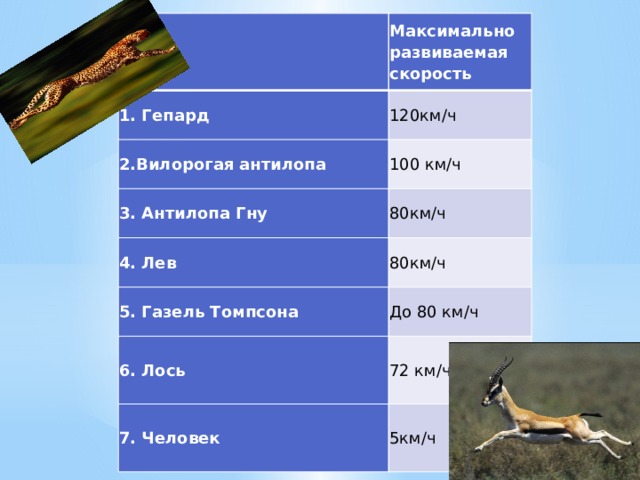  № 1. Гепард Максимально развиваемая скорость 120км/ч 2.Вилорогая антилопа 100 км/ч 3. Антилопа Гну 80км/ч 4. Лев 80км/ч 5. Газель Томпсона До 80 км/ч 6. Лось 72 км/ч 7. Человек 5км/ч 