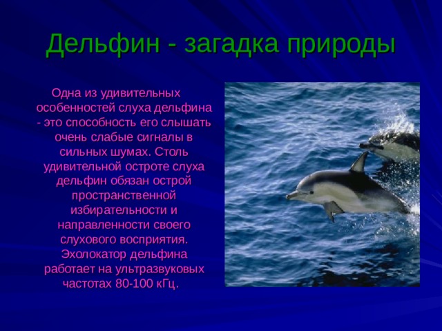 Дельфин - загадка природы Одна из удивительных особенностей слуха дельфина - это способность его слышать очень слабые сигналы в сильных шумах. Столь удивительной остроте слуха дельфин обязан острой пространственной избирательности и направленности своего слухового восприятия. Эхолокатор дельфина работает на ультразвуковых частотах 80-100 кГц. 