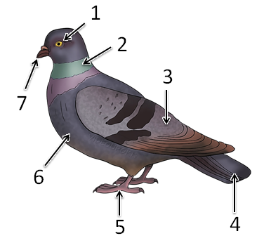 Внешнее строение птицы рисунок