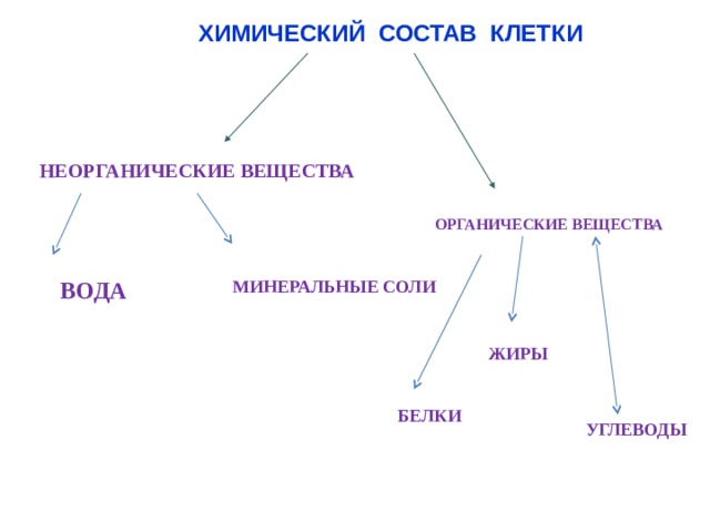 Химический состав клетки органические вещества