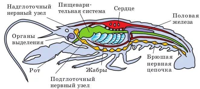 Что показано на рисунке биология 7 класс