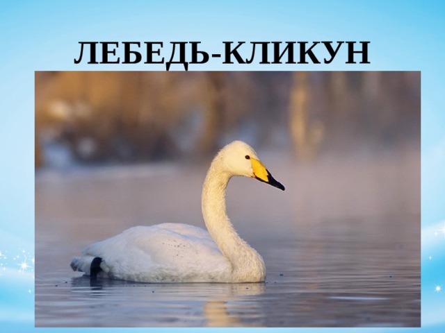 Лебедь кликун презентация