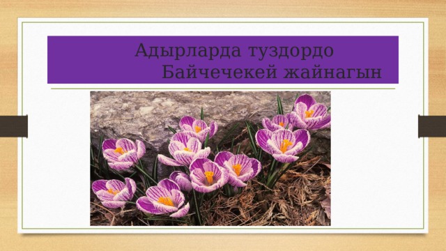  Адырларда туздордо  Байчечекей жайнагын 