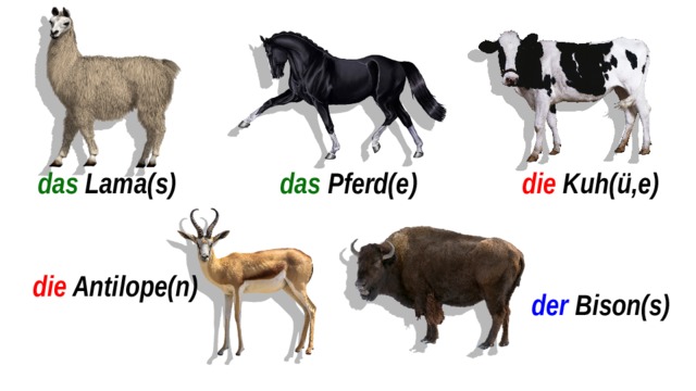 die Kuh(ü,e) das Pferd(e) das Lama(s) die Antilope(n) der Bison(s) 