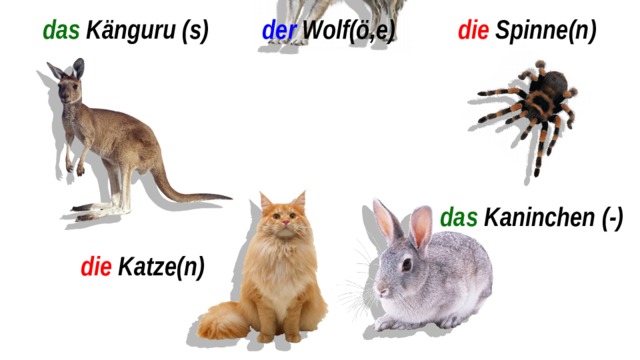 das Känguru (s) der Wolf(ö,e) die Spinne(n) das Kaninchen (-) die Katze(n) 