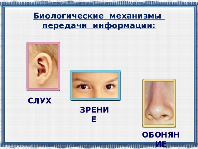 Биологические механизмы передачи информации: СЛУХ ЗРЕНИЕ  ОБОНЯНИЕ 