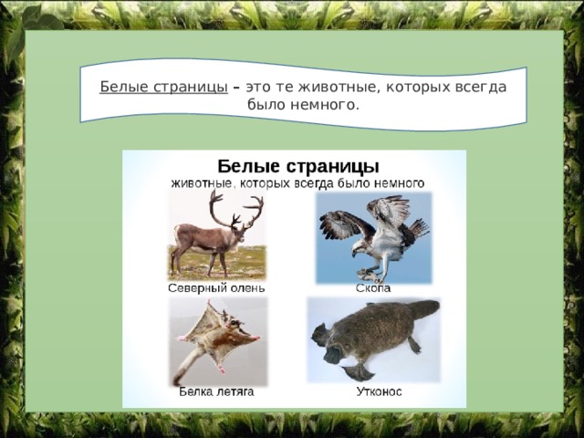 Красная книга белые страницы