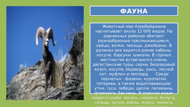 ФАУНА Животный мир Азербайджана насчитывает около 12 000 видов. На равнинных районах обитают разнообразные пресмыкающиеся, зайцы, волки, лисицы, джейраны. В долинах рек водятся дикие кабаны, косули, барсуки, шакалы. В горных местностях встречаются олени, дагестанские туры, серна, безоаровый козел, косуля, медведь, рысь, лесной кот, муфлон и леопард.     Среди пернатых - фазаны, куропатки, тетерева, а также водоплавающие: утки, гуси, лебеди, цапли, пеликаны, фламинго, бакланы. В морских водах водится рыба: лосось, севрюга, белуга, сельдь, кутум, вобла, жерех, минога, килька, а также каспийский тюлень. 
