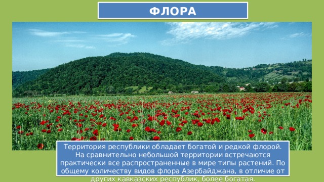 ФЛОРА Территория республики обладает богатой и редкой флорой. На сравнительно небольшой территории встречаются практически все распространенные в мире типы растений. По общему количеству видов флора Азербайджана, в отличие от других кавказских республик, более богатая. 