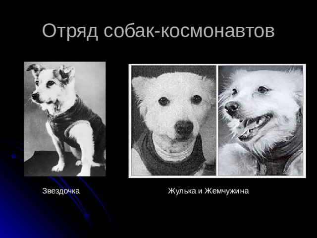 Отряд собак-космонавтов Звездочка Жулька и Жемчужина 