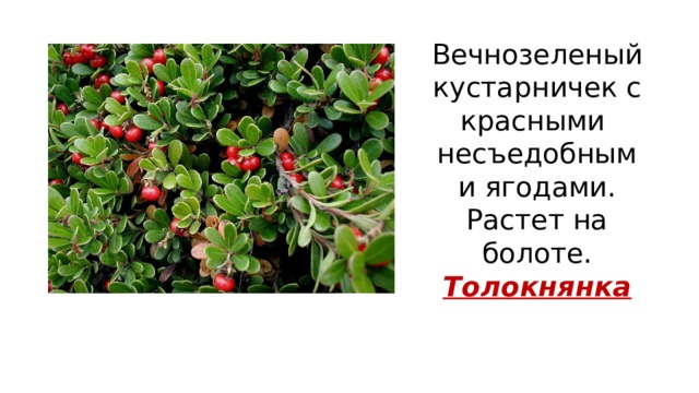 Слова из слова брусника. Ягода похожая на бруснику несъедобная. Брусника это кустарник или кустарничек. Кустарничек названия.