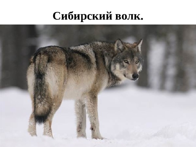 Сибирский волк.   Типичен не только для Сибири, но и Дальнего Востока. Встречаются не только серые, но и охристые особи. Их мех густой, однако длинным его не назовешь.    