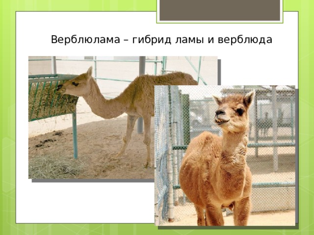 Верблюд гибрид сканворд