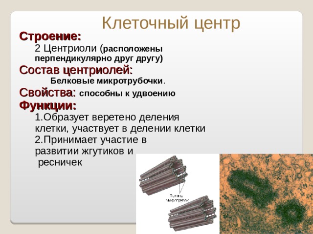 В каких клетках имеются центриоли. Клеточный центр микротрубочки. Строение клетки таблица центриоли. Строение центриолей клеточного центра. Центриоли строение и функции.