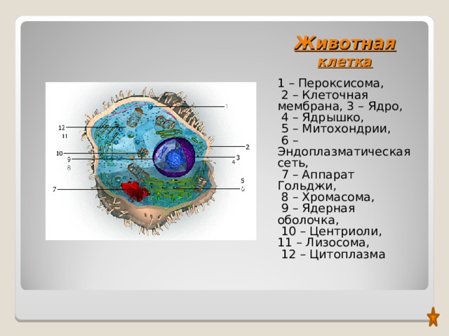 Найди какими цифрами на рисунке обозначены следующие клеточные органоиды эндоплазматическая сеть