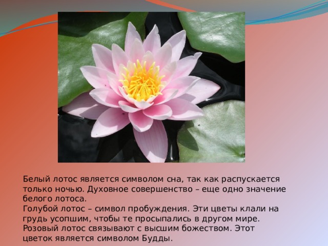 Какой цветок служит символом чистоты в буддизме. Что символизирует Лотос. Лотос на языке цветов. Что символизирует Лотос цветок. Цветок лотоса символ чего.