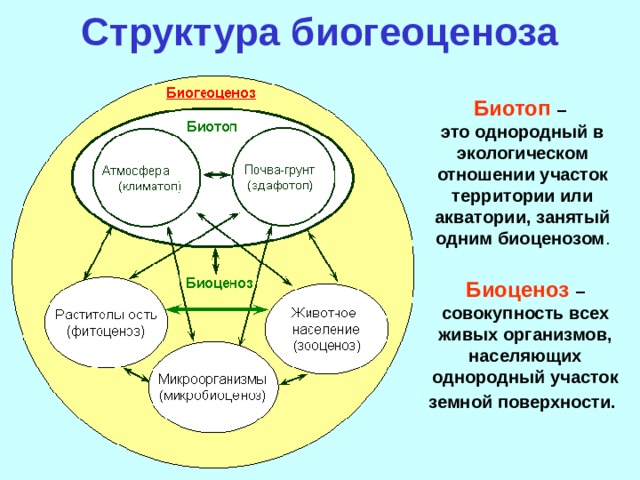 Проведите экскурсию в биогеоценоз под руководством учителя разработайте план и маршрут экскурсии