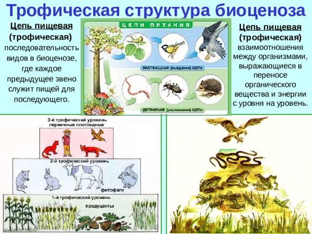 Связи между организмами одной популяции схема