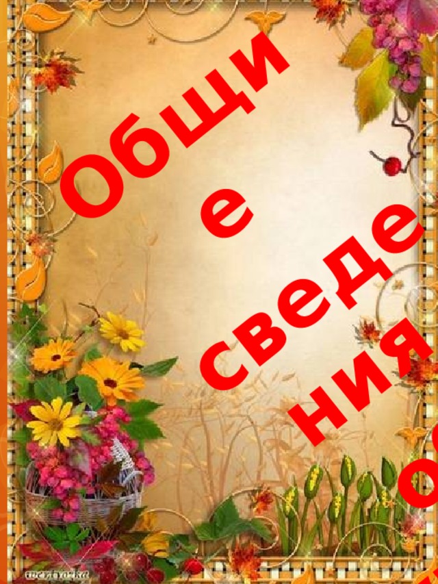 Общие сведения об учителе 