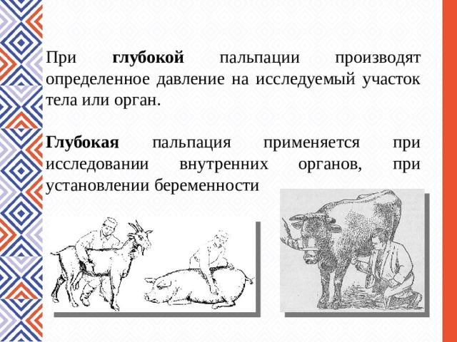 Методы исследования животных. Клиническое исследование животного схемы. Методы клинического обследования животных.. Общие методы исследования животных Ветеринария. Пальпация метод исследования животных.