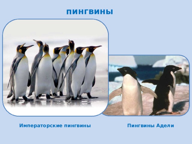 пингвины Императорские пингвины Пингвины Адели 