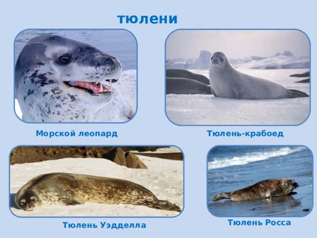 тюлени Морской леопард Тюлень-крабоед Тюлень Росса Тюлень Уэдделла  