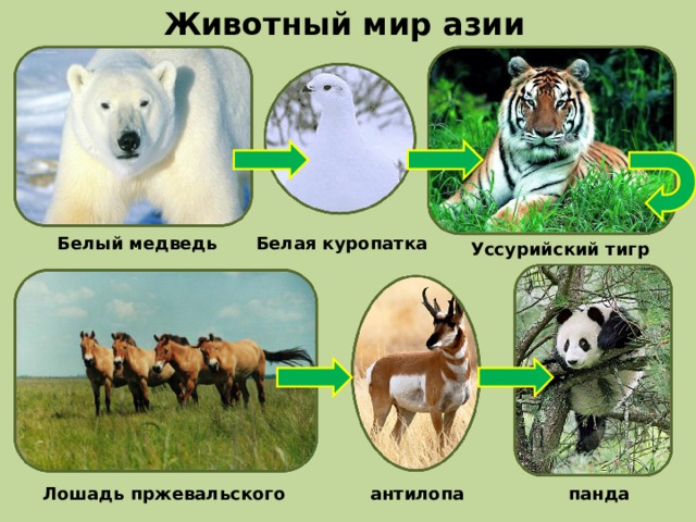 Животный мир азии Белый медведь Белая куропатка Уссурийский тигр Лошадь пржевальского антилопа панда 
